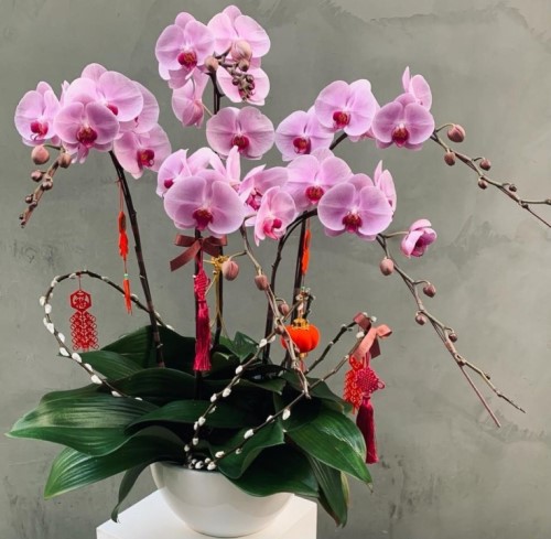Elegant orchid with Chinese New Year decorations